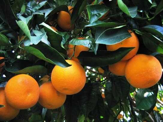 AGRUMI: grandi o piccole, sempre piene di energia arrivano le arance, naturale difesa immunitaria
