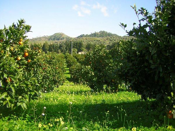 Produzione agrumi di Sicilia