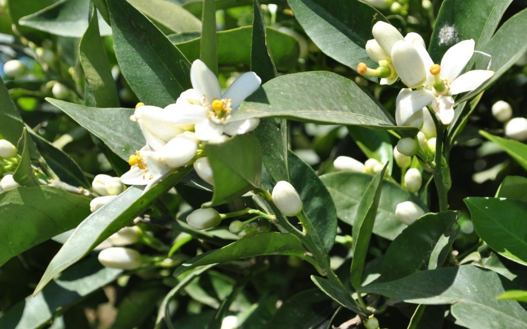 Fiori di zagara-Le Vie della Zagara